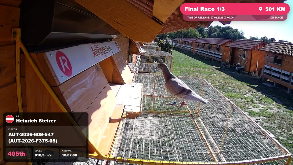 Pigeon Arrival Image For Race Final Race 1/3
