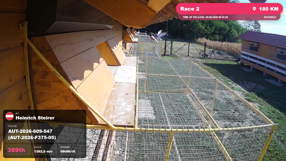Pigeon Arrival Image For Race Race 2