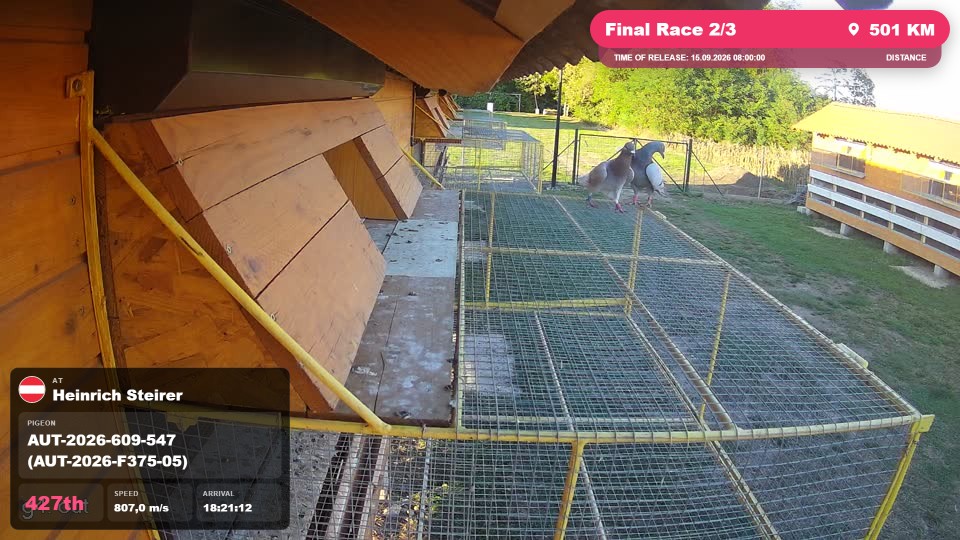 Pigeon Arrival Image For Race Final Race 2/3