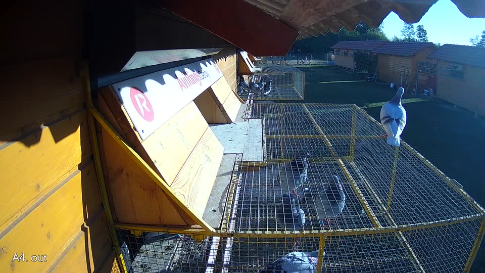 Pigeon Arrival Image For Race Race 3
