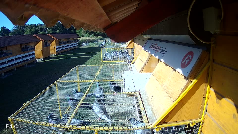 Pigeon Arrival Image For Race Race 3