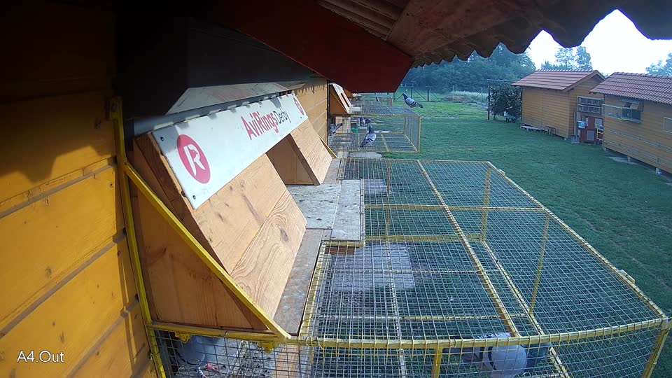 Pigeon Arrival Image For Race Final race 1