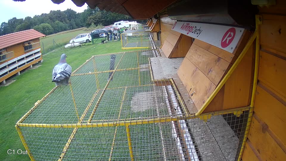 Pigeon Arrival Image For Race Final race 2