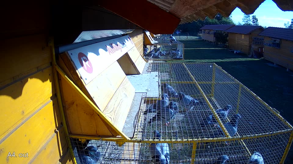 Pigeon Arrival Image For Race Race 5