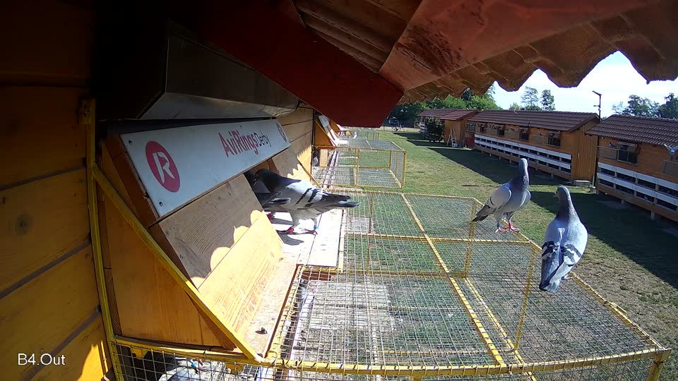 Pigeon Arrival Image For Race Race 2