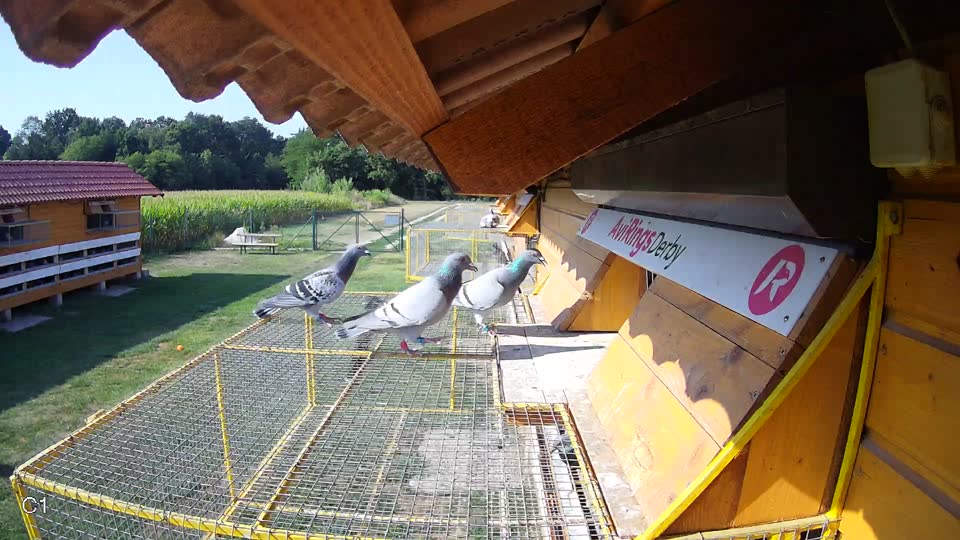 Pigeon Arrival Image For Race Race 1