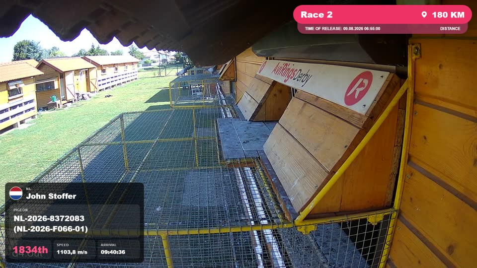 Pigeon Arrival Image For Race Race 2
