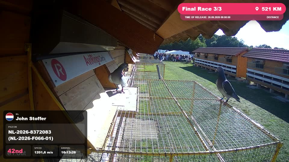 Pigeon Arrival Image For Race Final Race 3/3