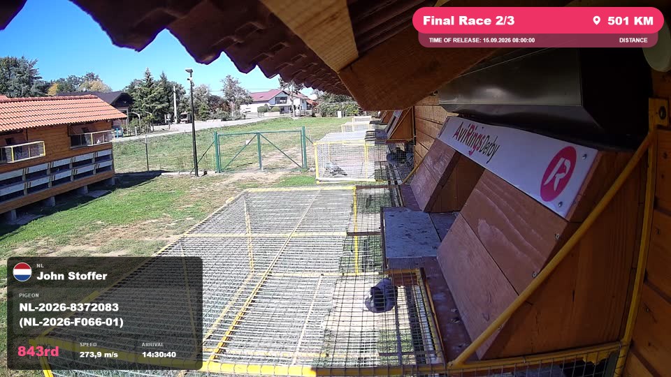 Pigeon Arrival Image For Race Final Race 2/3