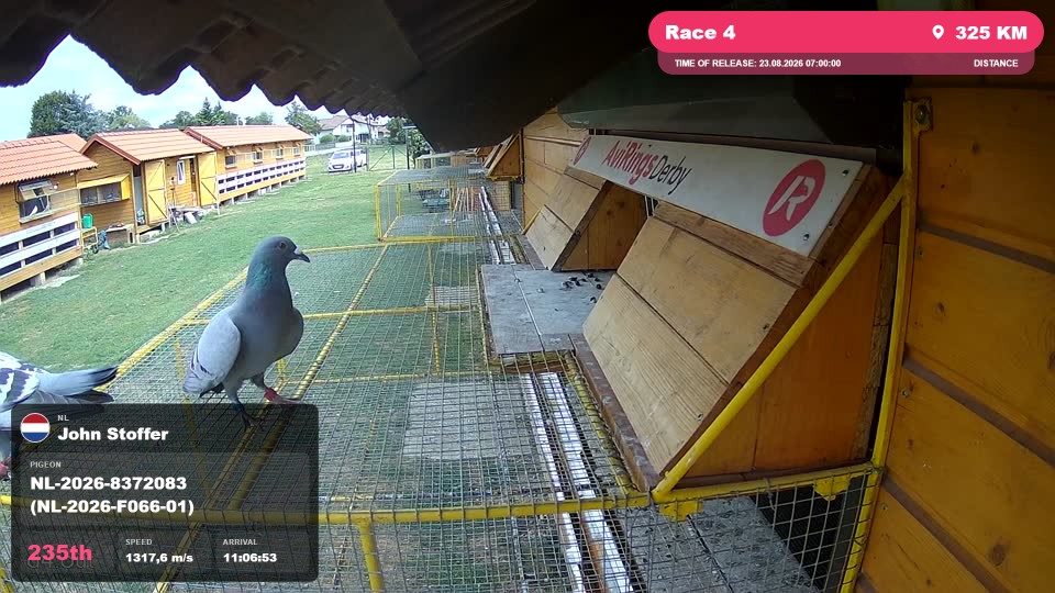 Pigeon Arrival Image For Race Race 4