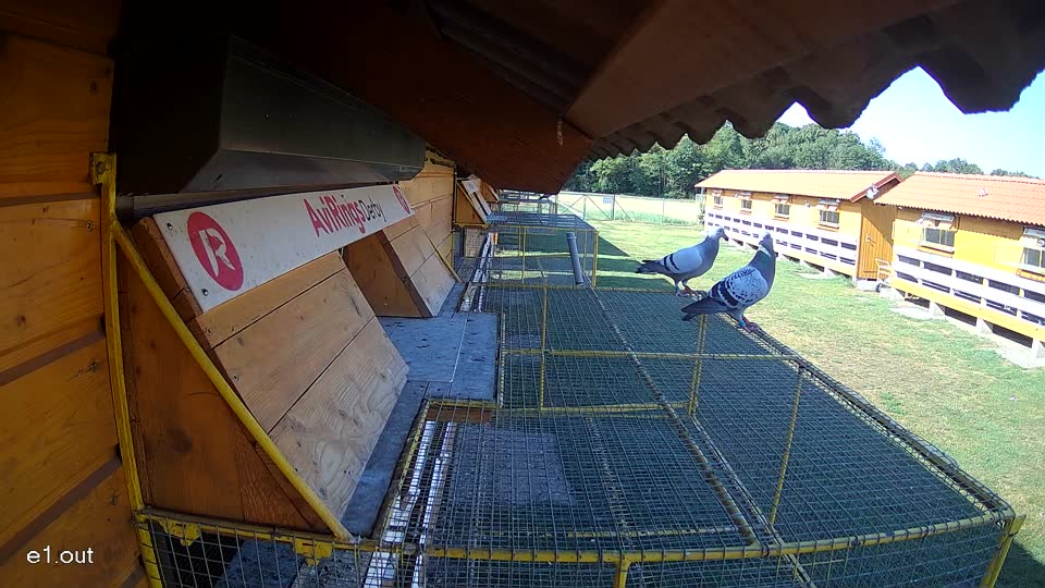 Pigeon Arrival Image For Race Race 2