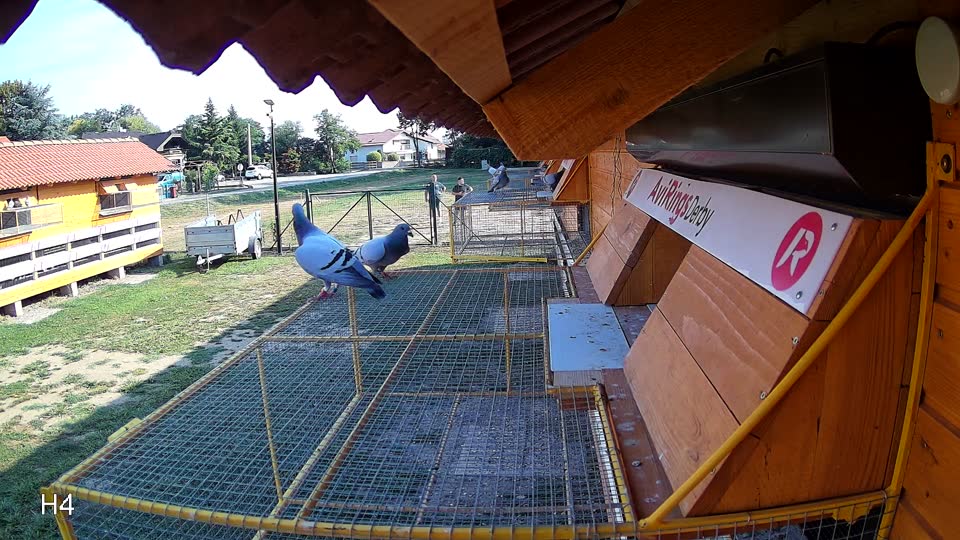 Pigeon Arrival Image For Race Race 1