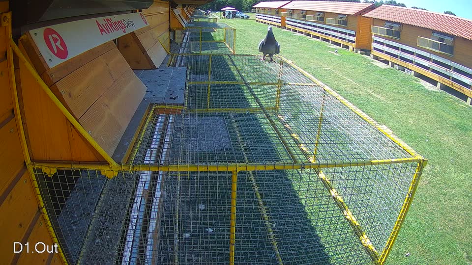 Pigeon Arrival Image For Race Race 5
