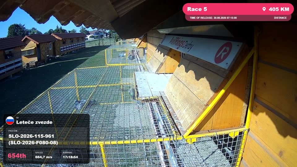 Pigeon Arrival Image For Race Race 5