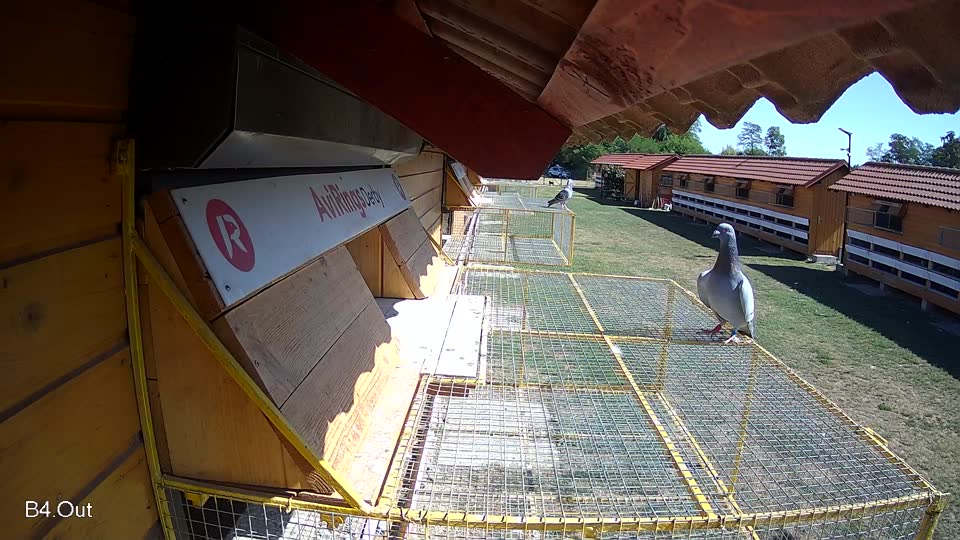 Pigeon Arrival Image For Race Race 3