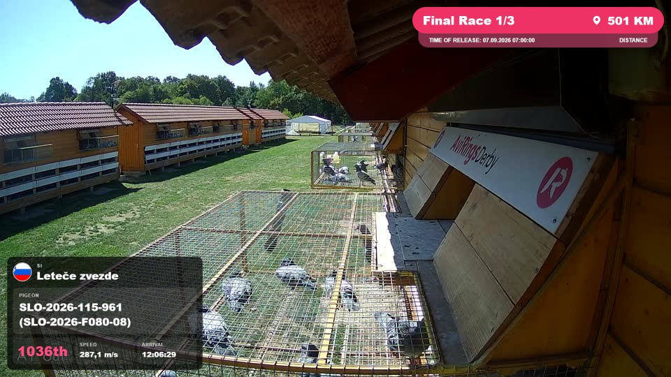 Pigeon Arrival Image For Race Final Race 1/3
