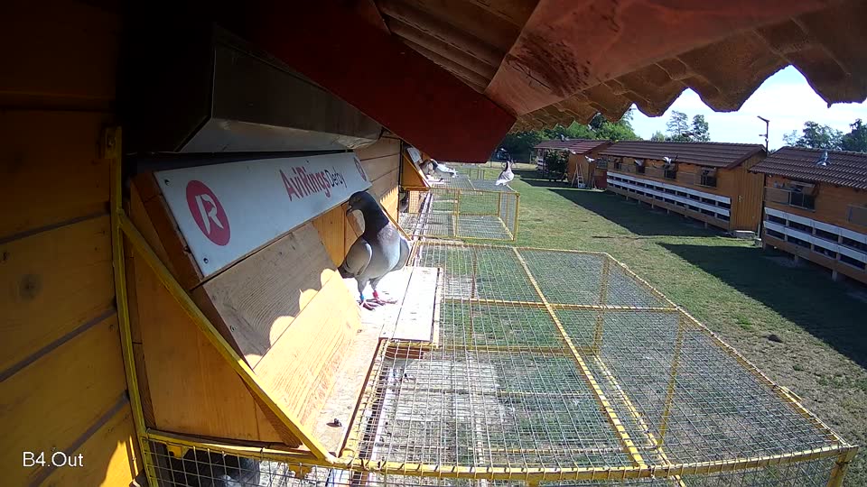 Pigeon Arrival Image For Race Race 2