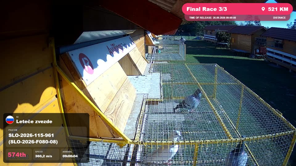 Pigeon Arrival Image For Race Final Race 3/3
