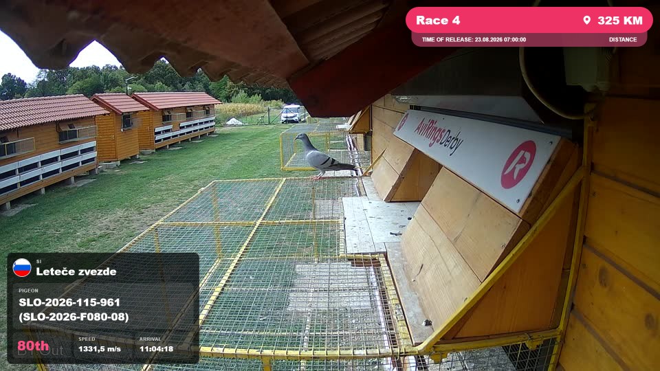 Pigeon Arrival Image For Race Race 4