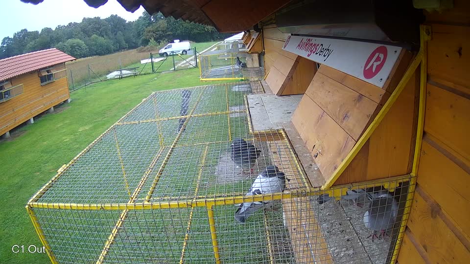 Pigeon Arrival Image For Race Final race 3