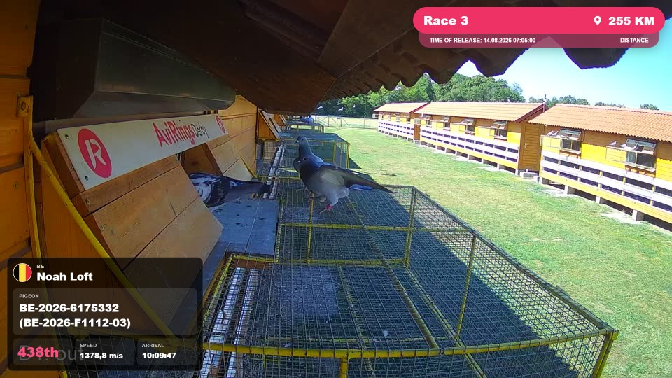 Pigeon Arrival Image For Race Race 3