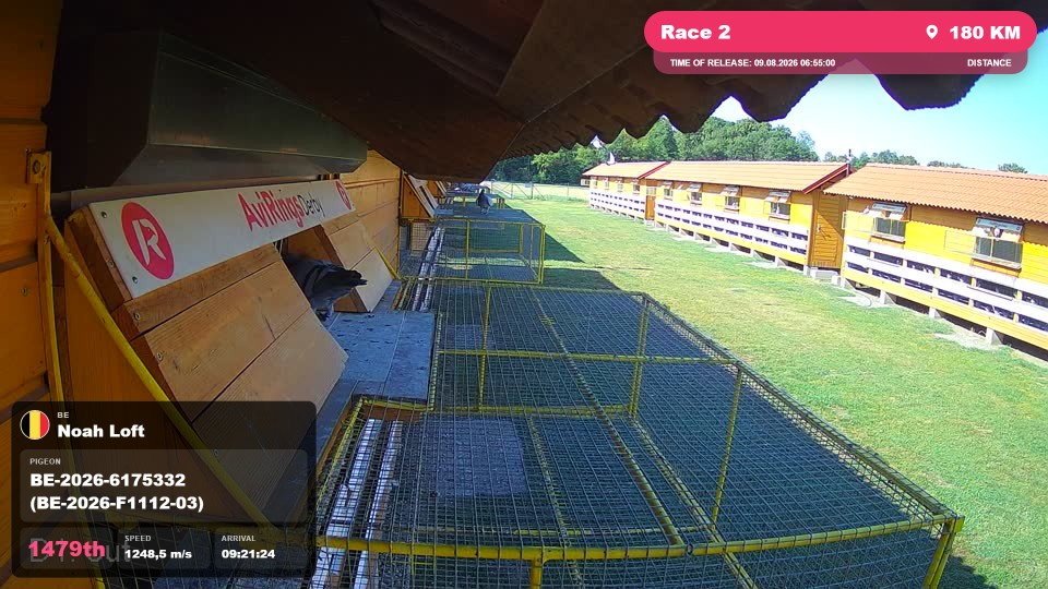 Pigeon Arrival Image For Race Race 2