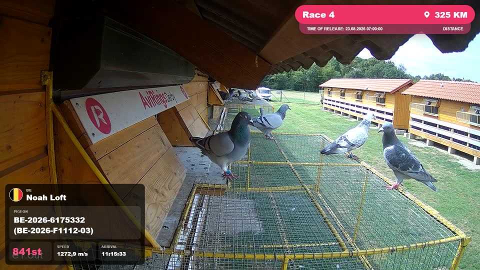 Pigeon Arrival Image For Race Race 4
