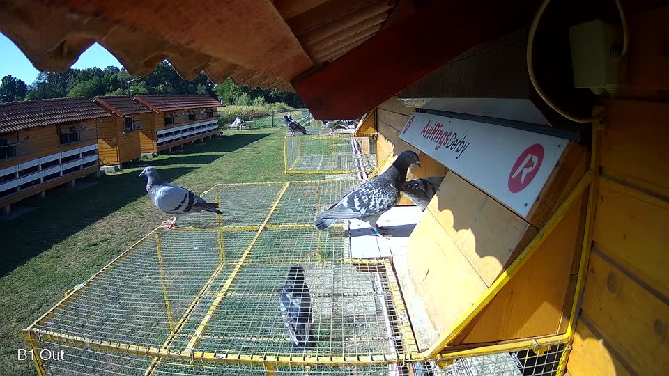 Pigeon Arrival Image For Race Race 2