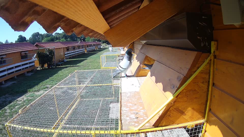 Pigeon Arrival Image For Race Race 2