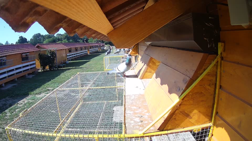 Pigeon Arrival Image For Race Race 2