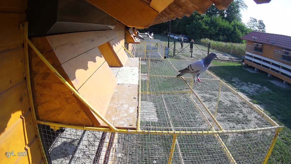 Pigeon Arrival Image For Race Race 1