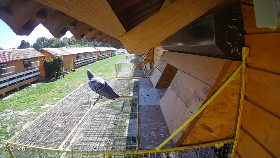 Pigeon Arrival Image For Race Final Race 1/3