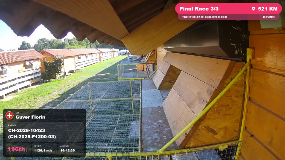 Pigeon Arrival Image For Race Final Race 3/3