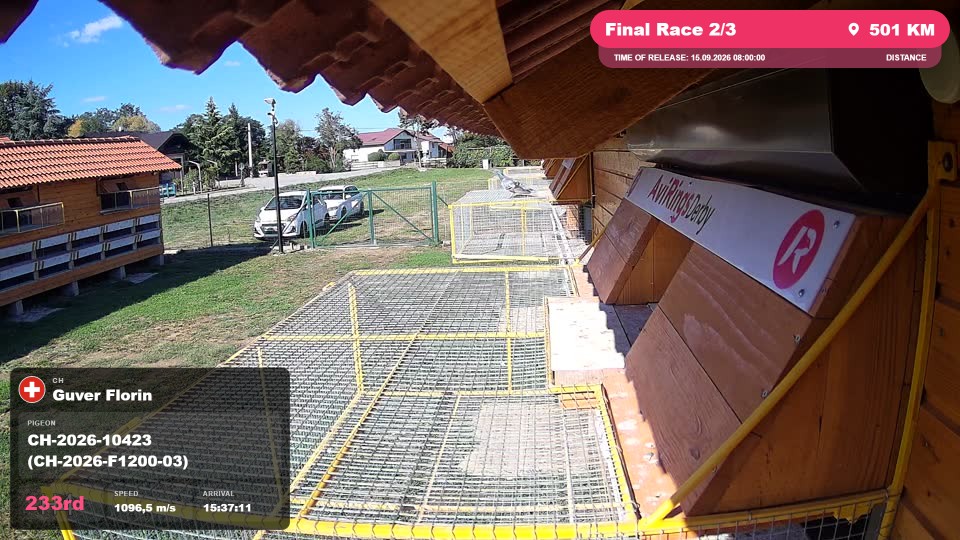 Pigeon Arrival Image For Race Final Race 2/3