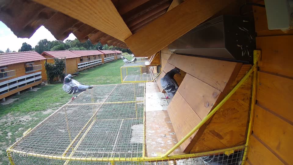 Pigeon Arrival Image For Race Race 4
