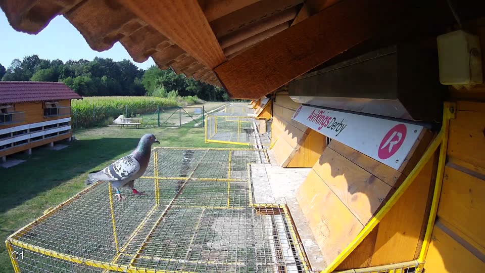 Pigeon Arrival Image For Race Race 1