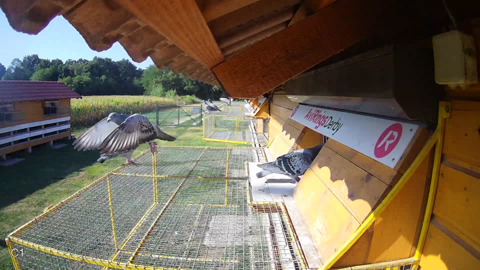 Pigeon Arrival Image For Race Race 2