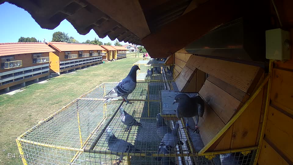 Pigeon Arrival Image For Race Race 3