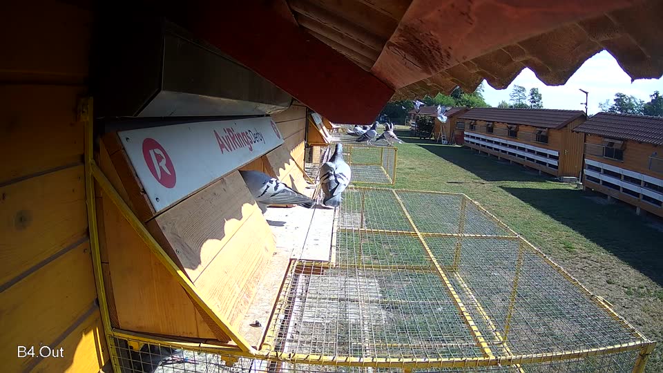 Pigeon Arrival Image For Race Race 2