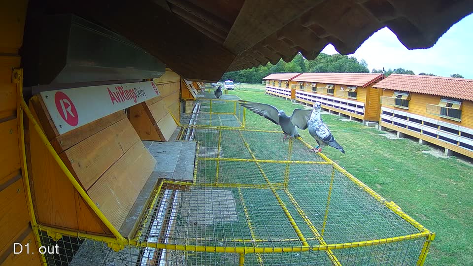 Pigeon Arrival Image For Race Race 4