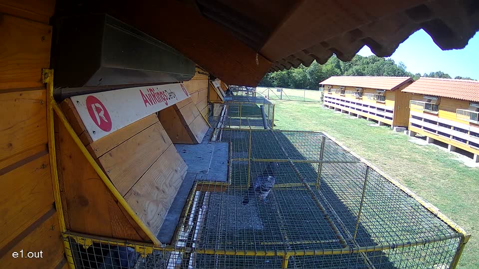 Pigeon Arrival Image For Race Race 3
