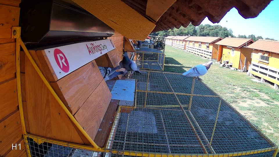 Pigeon Arrival Image For Race Race 2