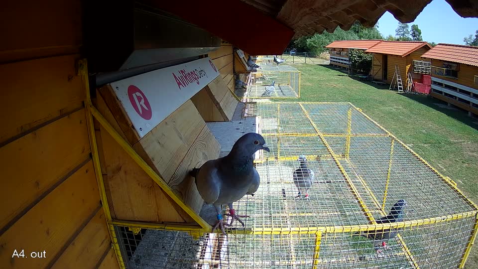 Pigeon Arrival Image For Race Race 2