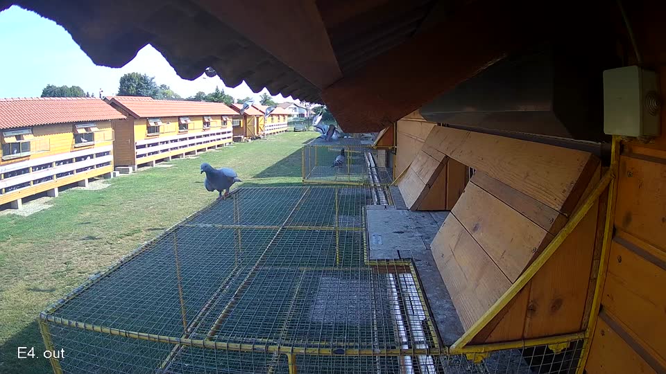 Pigeon Arrival Image For Race Race 1