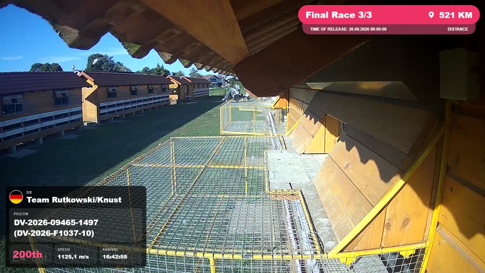 Pigeon Arrival Image For Race Final Race 3/3