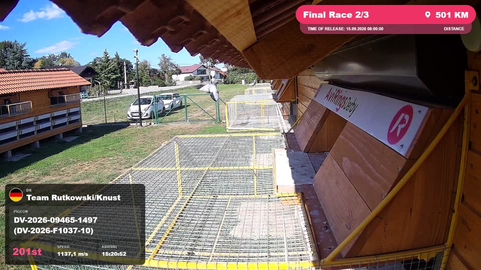 Pigeon Arrival Image For Race Final Race 2/3