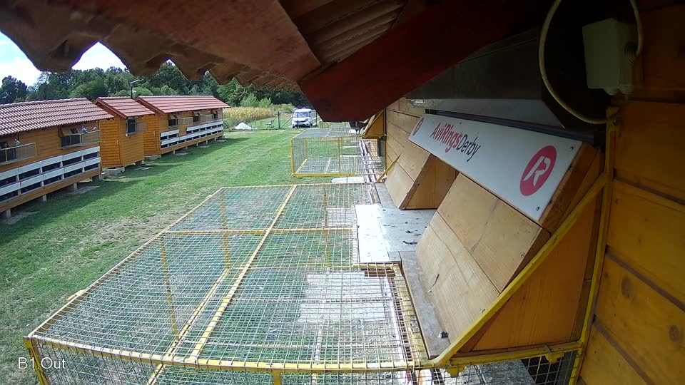 Pigeon Arrival Image For Race Race 4