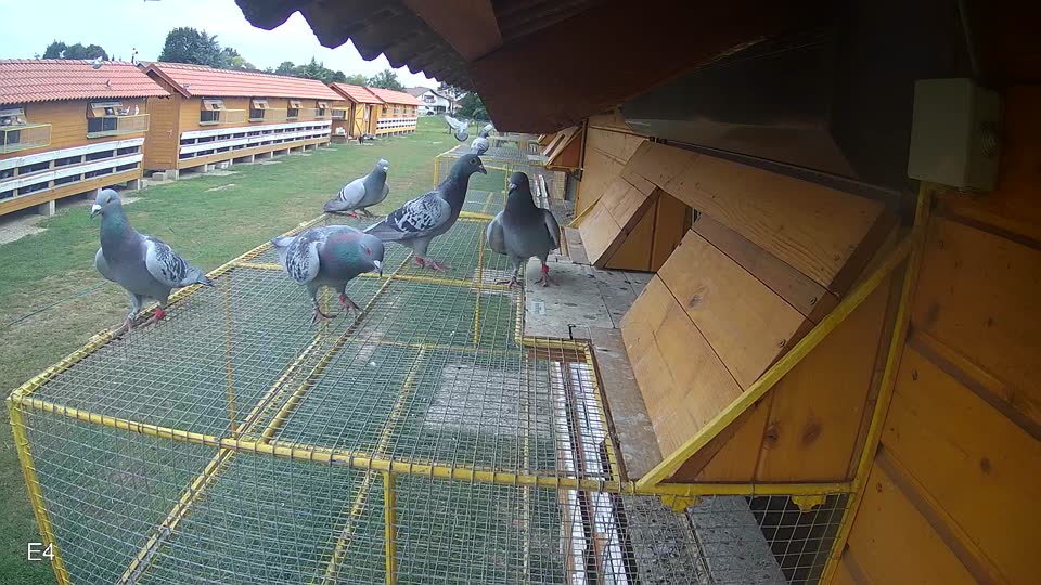 Pigeon Arrival Image For Race Race 3