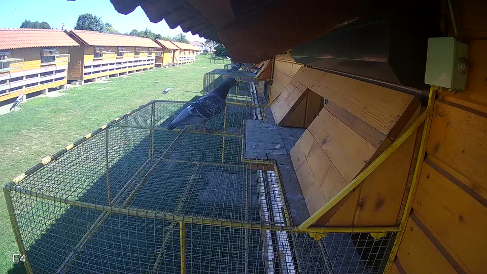 Pigeon Arrival Image For Race Race 2