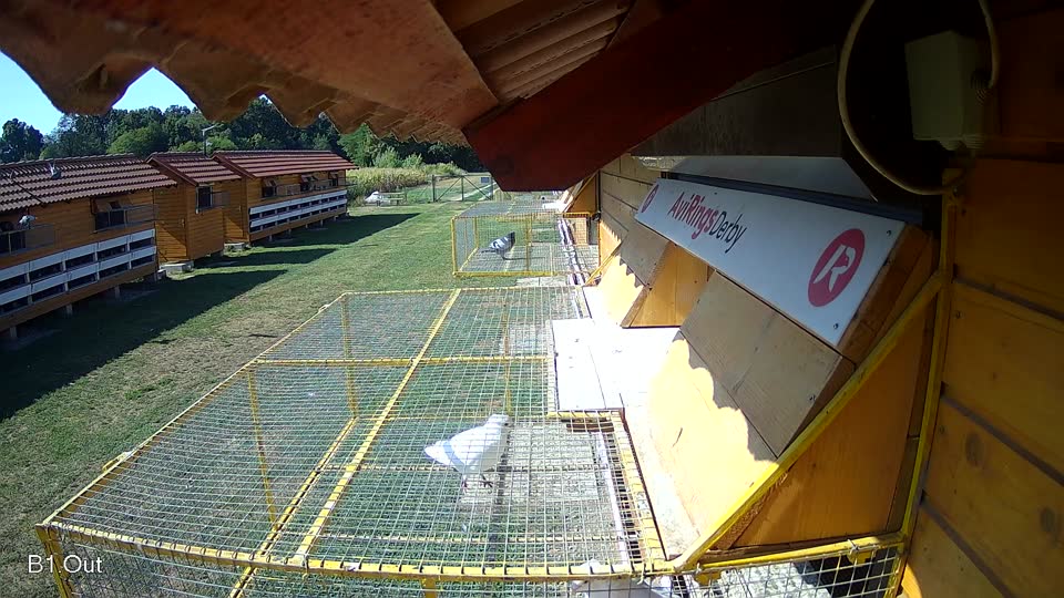 Pigeon Arrival Image For Race Race 2